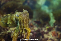 A very large Giant Cuttlefish (Sepia apama) strikes a pos... by Shane Hermans 